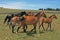 Wild Horse Mustang Herd in the Pryor Mountains in Montana