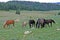 Wild Horse Mustang Herd in the Pryor Mountains in Montana