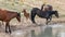 Wild Horse Mustang herd at waterhole - Mare splashing Bay colored male foal in the Pryor Mountains wild horse refuge - Wyoming USA