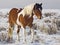 Wild Horse mustang paint pinto pony mare winter snow