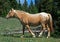 Wild Horse Mustang Palomino Mare