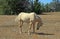 Wild Horse Mustang Palomino Mare lowering and arching her neck on Tillett Ridge in the Pryor Mountains in Wyoming Montana