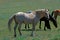 Wild Horse Mustang Palomino Stud Stallion (this is Cloud Wild Stallion of the Rockies - PBS television program)
