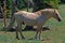 Wild Horse Mustang Palomino Stud Stallion (this is Cloud Wild Stallion of the Rockies - PBS television program)