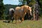 Wild Horse Mustang Palomino Stud Stallion (this is Cloud Wild Stallion of the Rockies - PBS television program)