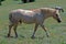 Wild Horse Mustang Palomino Stud Stallion (this is Cloud Wild Stallion of the Rockies - PBS television program)