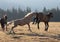 Wild Horse Mustang Stallions kicking and biting each other while fighting in the Pryor Mountains Wild Horse Range in Montana USA