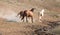 Wild Horse Mustang Stallions running and fighting in the Pryor Mountains Wild Horse Range on the border of Wyoming and Montana USA