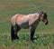 Wild Horse Mustange Buckskin Stud Stallion