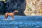 Wild Horse Neighing While in River