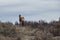 Wild horse in Oliver, British Columbia