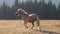 Wild Horse Palomino stallion running in the Pryor Mountains Wild Horse Range in Wyoming USA