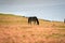 Wild horse on pink glass fiield- DALAT, VIETNAM