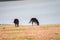 Wild horse on pink glass fiield- DALAT, VIETNAM