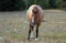 Wild Horse - Pregnant Buckskin Bay mare walking at evening in the Pryor Mountains Wild Horse Range in Montana USA