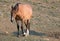 Wild Horse - Pregnant Buckskin Bay mare walking at sunrise in the Pryor Mountains Wild Horse Range in Montana USA