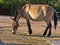 Only wild horse Przewalski`s horse, Equus przewalskii