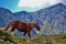Wild horse in the Pyrenees Mountains in Andorra