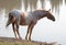 Wild Horse - Red Roan Stallion shaking and stretching out at the waterhole in the Pryor Mountains Wild Horse Range in Montana USA