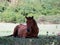 Wild horse relaxes in the shade