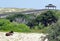 Wild horse resting on beach