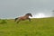 Wild horse running and jumping