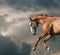 Wild horse runs closeup