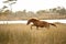 Wild horse runs in marsh grasses on Assateague Island, Maryland.