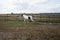 A wild horse runs through a meadow on a farm