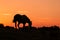 Wild Horse Silhouetted in a Desert Sunset