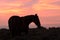 Wild Horse Silhouetted at Sunset in Wyoming