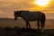 Wild Horse Silhouetted in the Utah Desert at Sunset