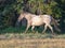 Wild Horse silver gray stallion running in the Rocky Mountains on the Montana Wyoming border in the United States