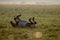 Wild horse sleeping in the meadow on foggy summer morning