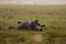 Wild horse sleeping in the meadow on foggy summer morning