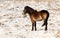 Wild Horse in snowy Danish nature