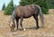 Wild Horse Sooty colored Palomino Stallion grazing in the Pryor Mountain Wild Horse range in Montana