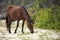 Wild horse (Spanish Mustang) on a sandy beach