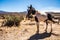 Wild horse with spots called an Appaloosa in Nevada desert