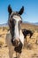 Wild horse with spots called an Appaloosa in Nevada desert