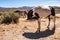 Wild horse spotted Appaloosa roaming in Nevada desert