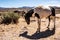 Wild horse spotted Appaloosa roaming in Nevada desert