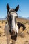Wild horse spotted Appaloosa roaming in Nevada desert