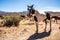 Wild horse spotted Appaloosa roaming in Nevada desert