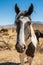 Wild horse spotted Appaloosa roaming in Nevada desert