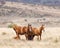 Wild horse Stallion and his herd