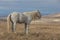 Wild Horse Stallion in Winter in the Utah Desert