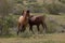 Wild horse stallions fighting in the springtime desert in the Salt River wild horse management area near Mesa Arizona USA