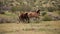 Wild horse stallions fighting in the springtime desert in the Salt River wild horse management area near Mesa Arizona USA