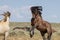 Wild Horse Stallions Fighting in the Wyoming Desert